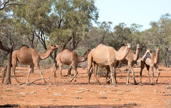 Australian Camel