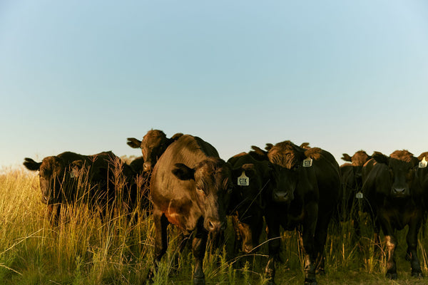 The Phoenix Wagyu