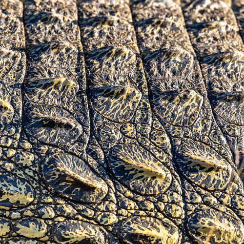 Australian Saltwater Crocodile