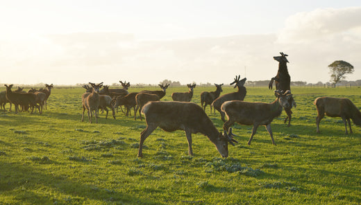 Venison