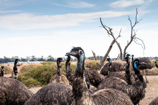 Australian Emu