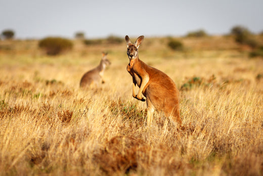 Paroo Kangaroo