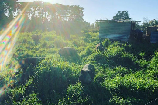 Ravens Creek Farm