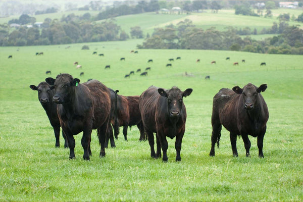 Beef farming