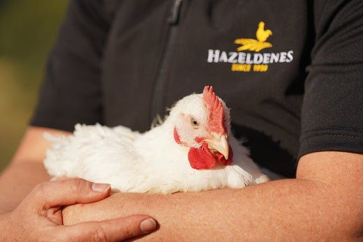 Hazeldenes Chicken