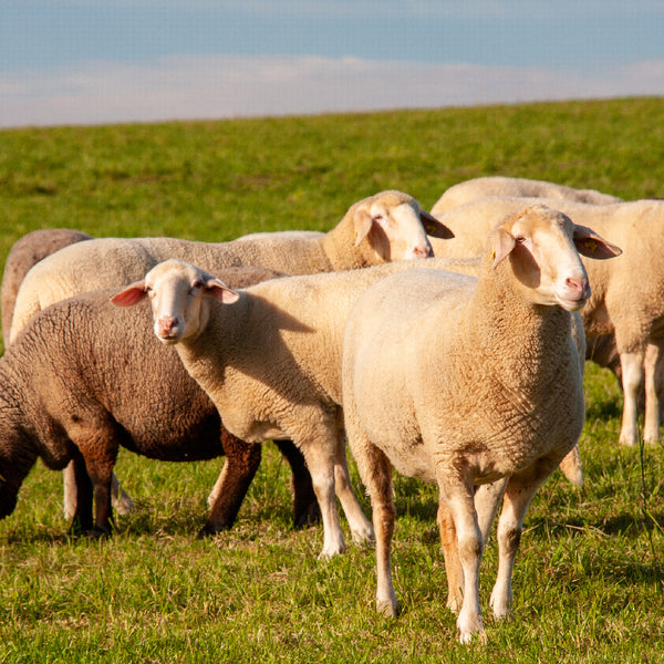 Loddon Valley Lamb