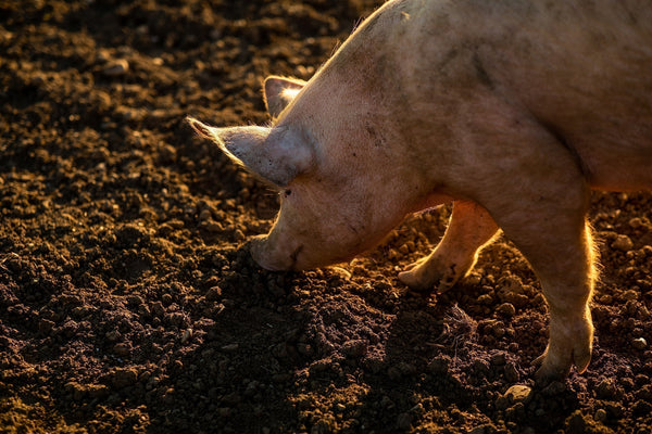 Marque Pork
