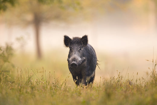 Australian Wild Boar