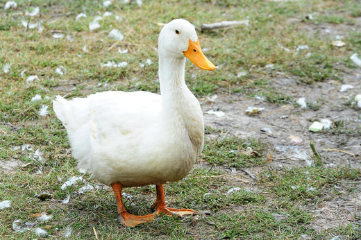 Aylesbury-Cross Duck