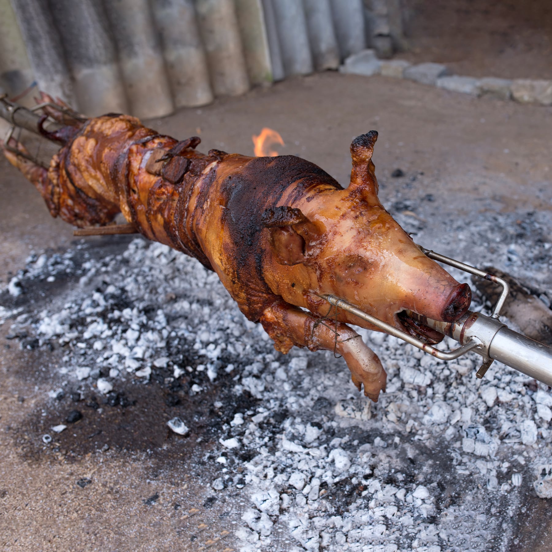 Whole Suckling Pig (9 - 11kg uncooked) – Gamekeepers of Australia